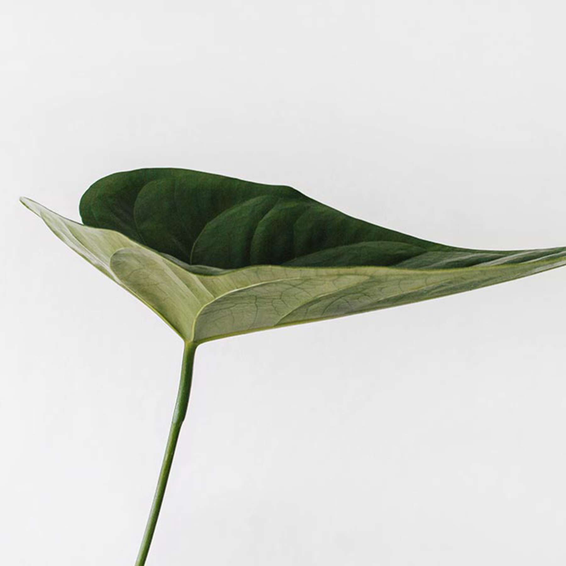 Photo of a green leaf. Natural oils for massage